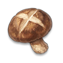 Shiitake Mushroom visual reference
