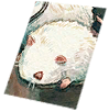 Card: Tarou visual reference