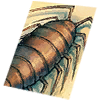 Card: Kukre visual reference