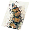 Card: Argiope visual reference